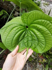 Dioscorea sansibarensis