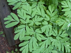 Corydalis scouleri