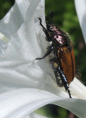 Strigoderma sulcipennis