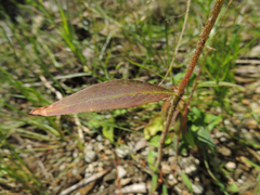 Persicaria careyi