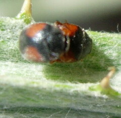 Scymnus bivulnerus