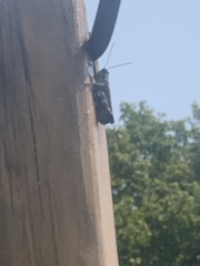 Melanoplus punctulatus