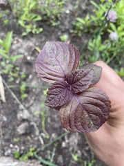 Perilla
