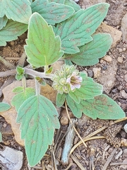 Phacelia hydrophylloides