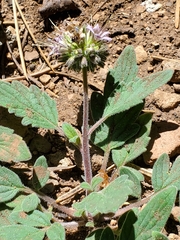 Phacelia hydrophylloides