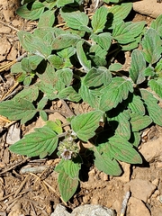 Phacelia hydrophylloides