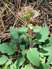 Phacelia hydrophylloides