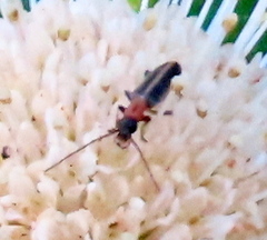 Oxycopis