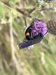 Stizoides renicinctus