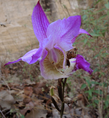 Bletia macristhmochila