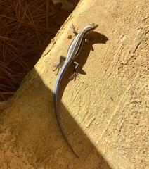 Plestiodon inexpectatus