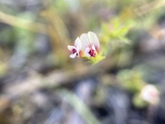 Trifolium variegatum geminiflorum
