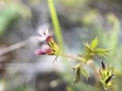 Trifolium variegatum geminiflorum