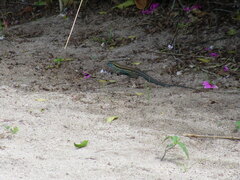 Ameiva tobagana