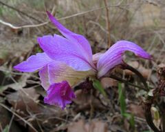 Bletia macristhmochila