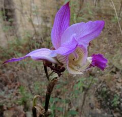 Bletia macristhmochila