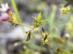 Trifolium variegatum geminiflorum
