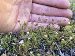 Trifolium variegatum geminiflorum