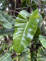 Philodendron erubescens
