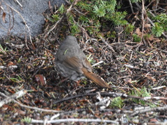 Passerella iliaca olivacea