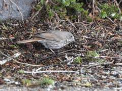 Passerella iliaca olivacea