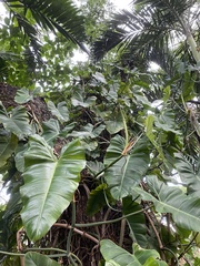 Philodendron erubescens