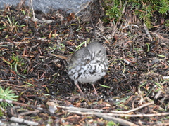 Passerella iliaca olivacea