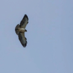 Buteo brachyurus