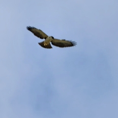 Buteo brachyurus