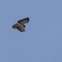 Buteo brachyurus