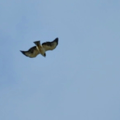 Buteo brachyurus