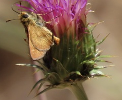 Ochlodes agricola