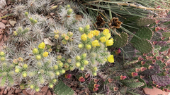 Cylindropuntieae