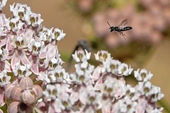 Hylaeus mesillae