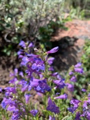 Penstemon leonardii