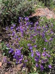 Penstemon leonardii