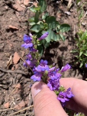 Penstemon leonardii