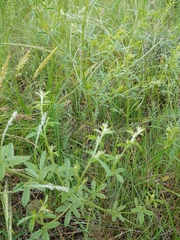 Pediomelum tenuiflorum