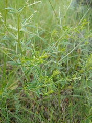 Pediomelum tenuiflorum