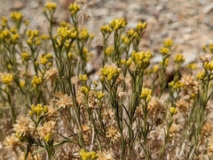 Chrysothamnus viscidiflorus puberulus