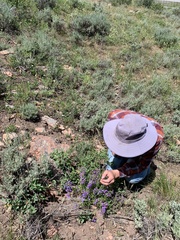Penstemon leonardii