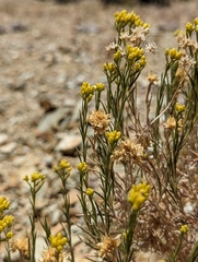 Chrysothamnus viscidiflorus puberulus