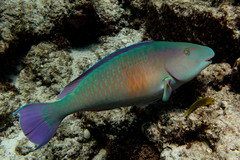 Long-Nosed Parrotfish photo 4