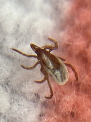 Ixodes pacificus