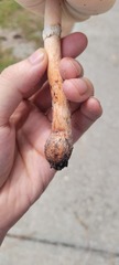 Amanita rubescens image
