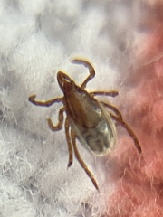 Ixodes pacificus