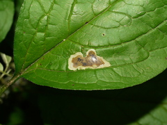 Calycomyza cynoglossi