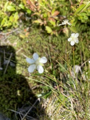Sibbaldiopsis tridentata