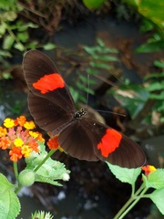 Heliconius erato hydara
