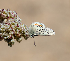 Euphilotes enoptes smithi